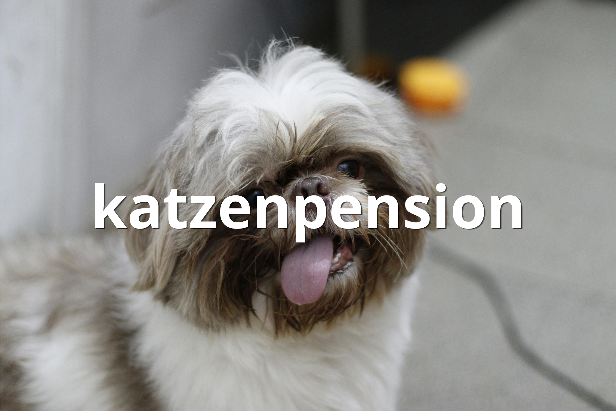 katzenpension(Pet Care)