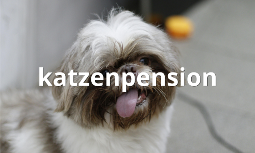 katzenpension